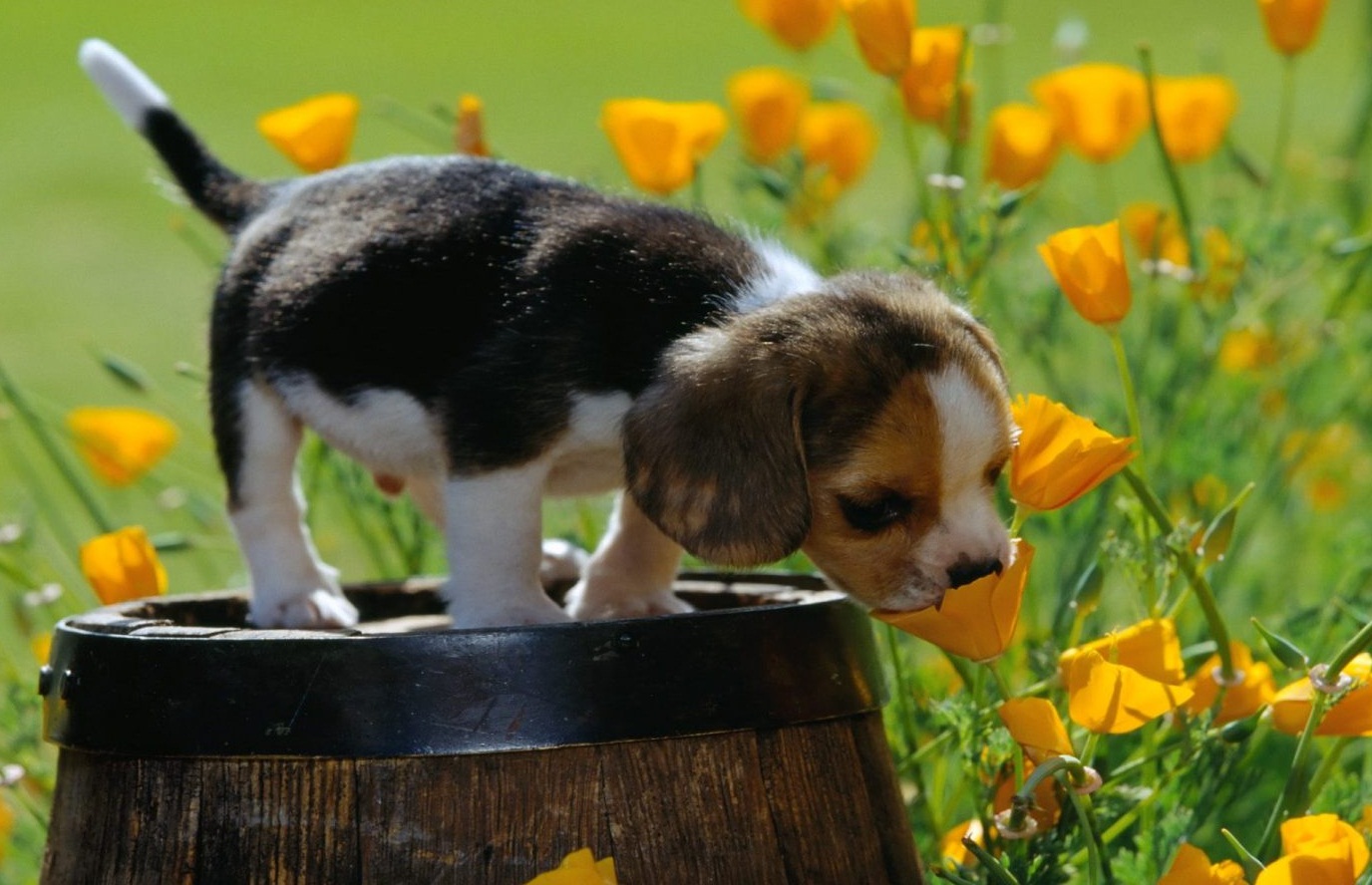 http://1.bp.blogspot.com/-5U24jNNc-CM/UKe19VWMvBI/AAAAAAAAO4E/wN5TYw2s7CE/s1600/small+puppy+smelling+a+white+flower+cute+photo+5+stars+phistars+worthy.jpg