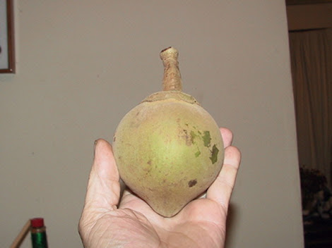 el zapote:fruto de la selva peruana