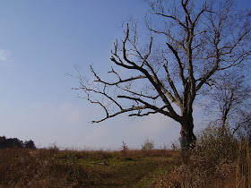 The Devil's Tree in Bernard's Township, New Jersey