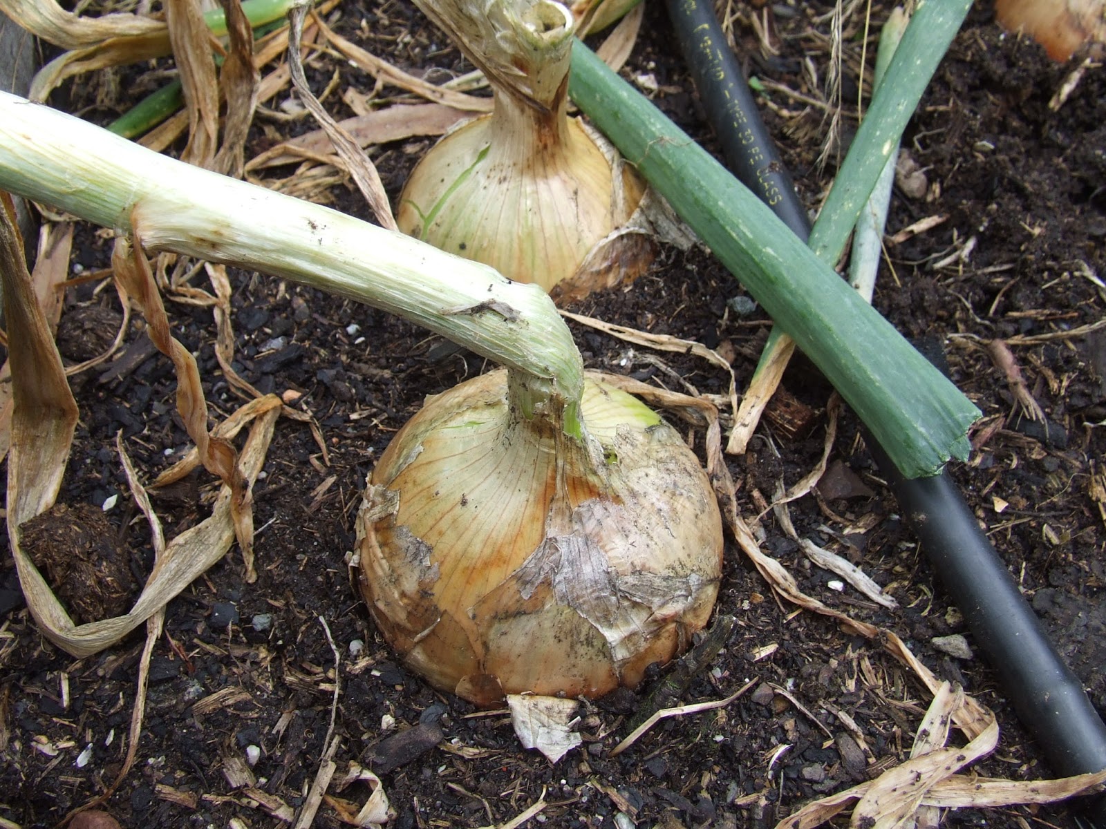 How To Grow Onions The Greening of Gavin