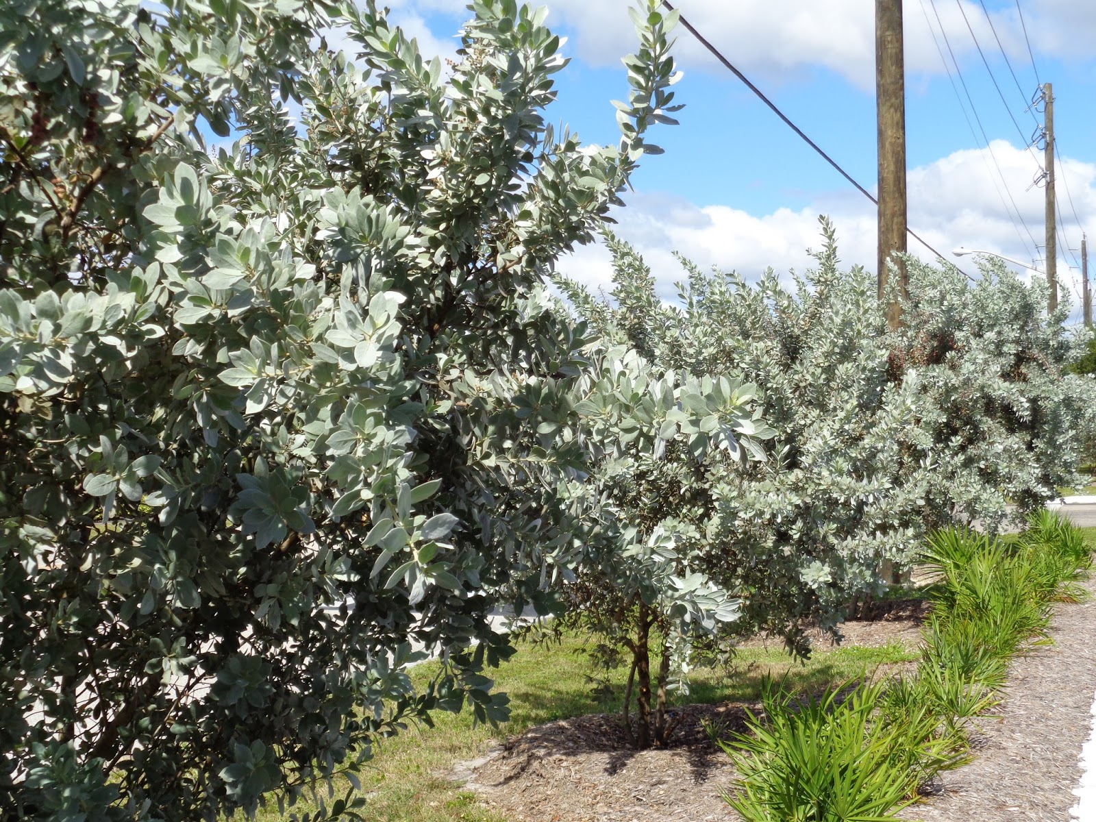 Vw Garden Columnar Trees And Shrubs For Privacy