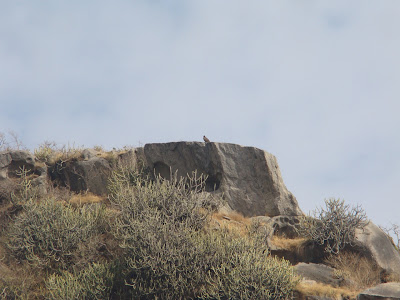 Solitary Eagle   on the hill