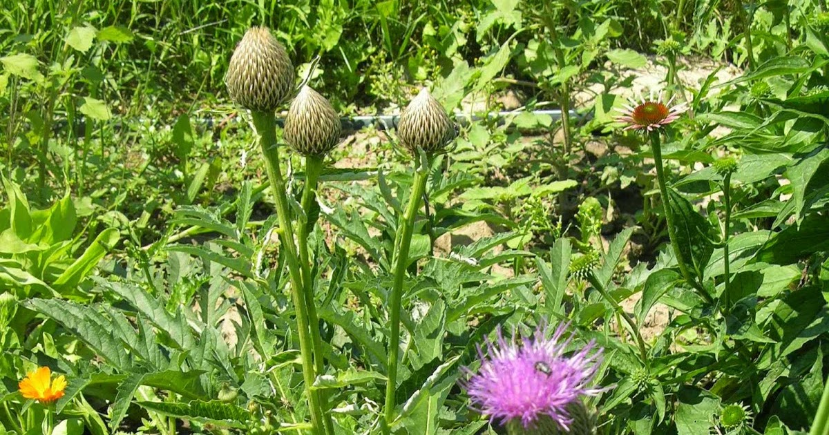 NAŠE ZAHRADY Maralí kořen Merlík Všedobr je vytrvalá léčivá rostlina