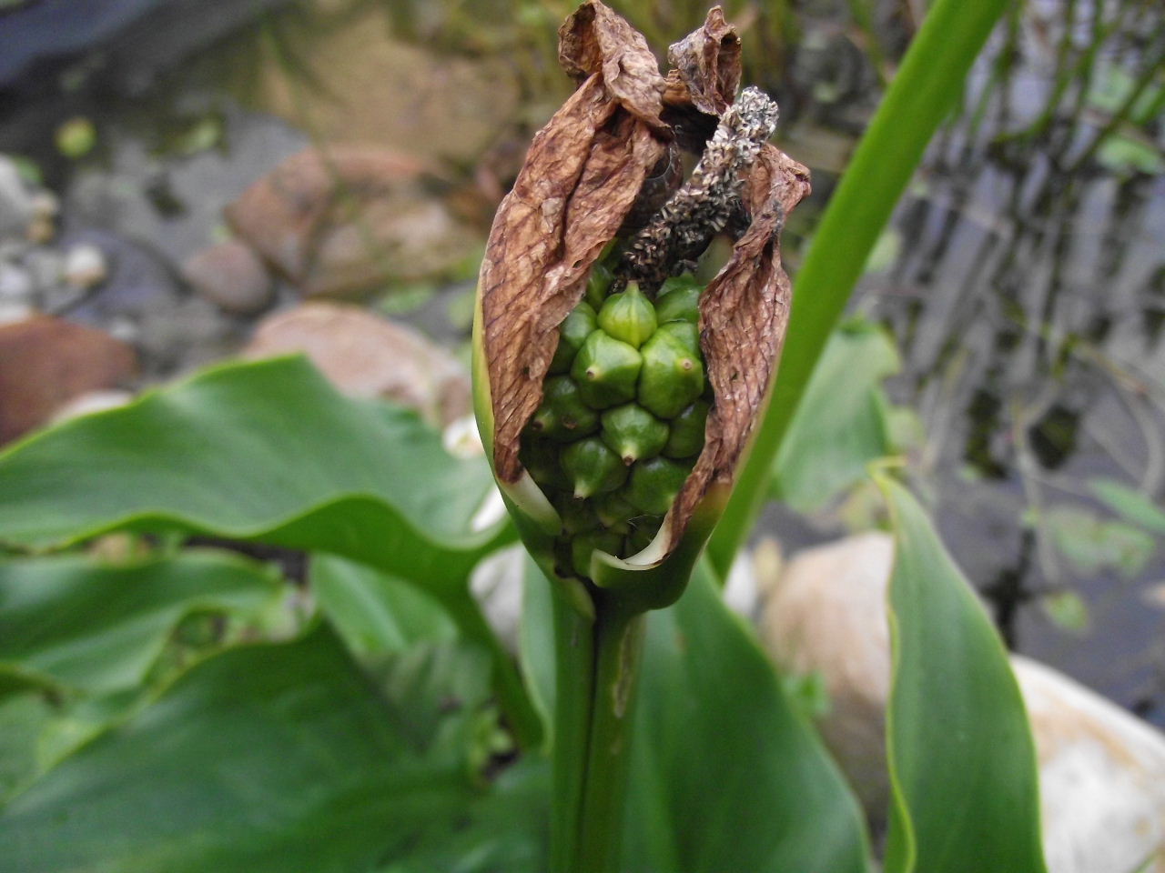 My Cape Garden Arum Lily