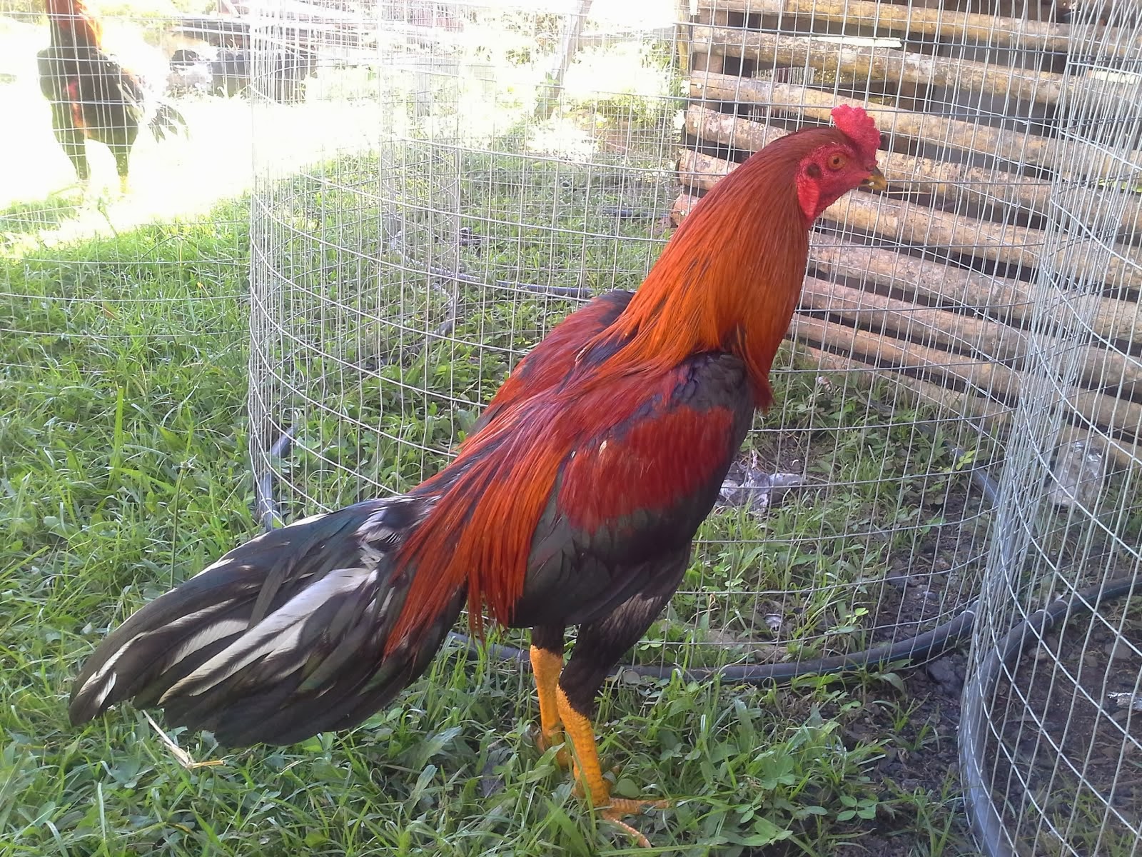 Pakoy dari Ranau.