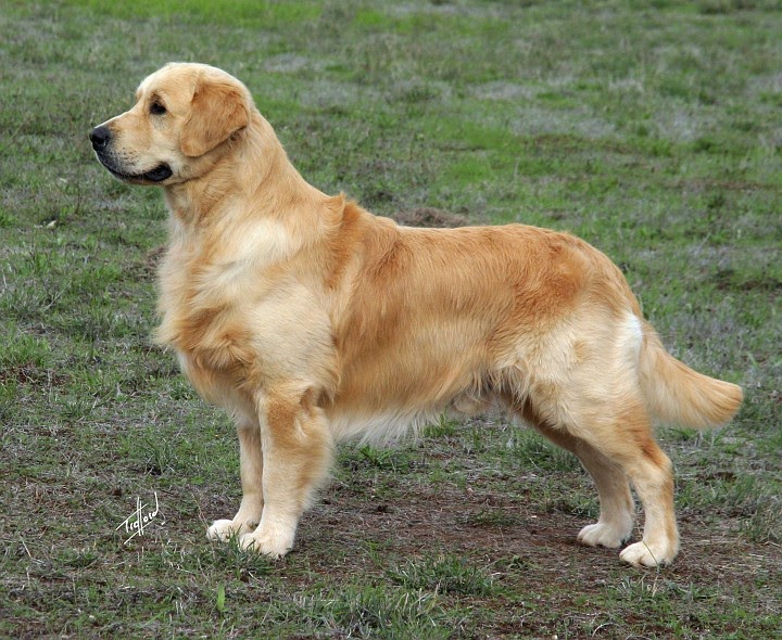 Golden Retriever Portal Coruja