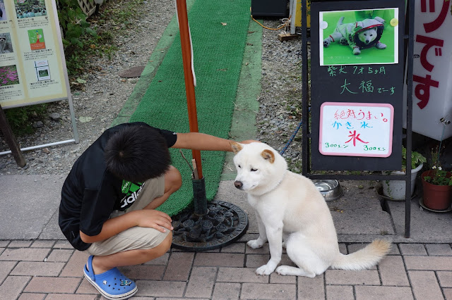 Cute Japanese dog