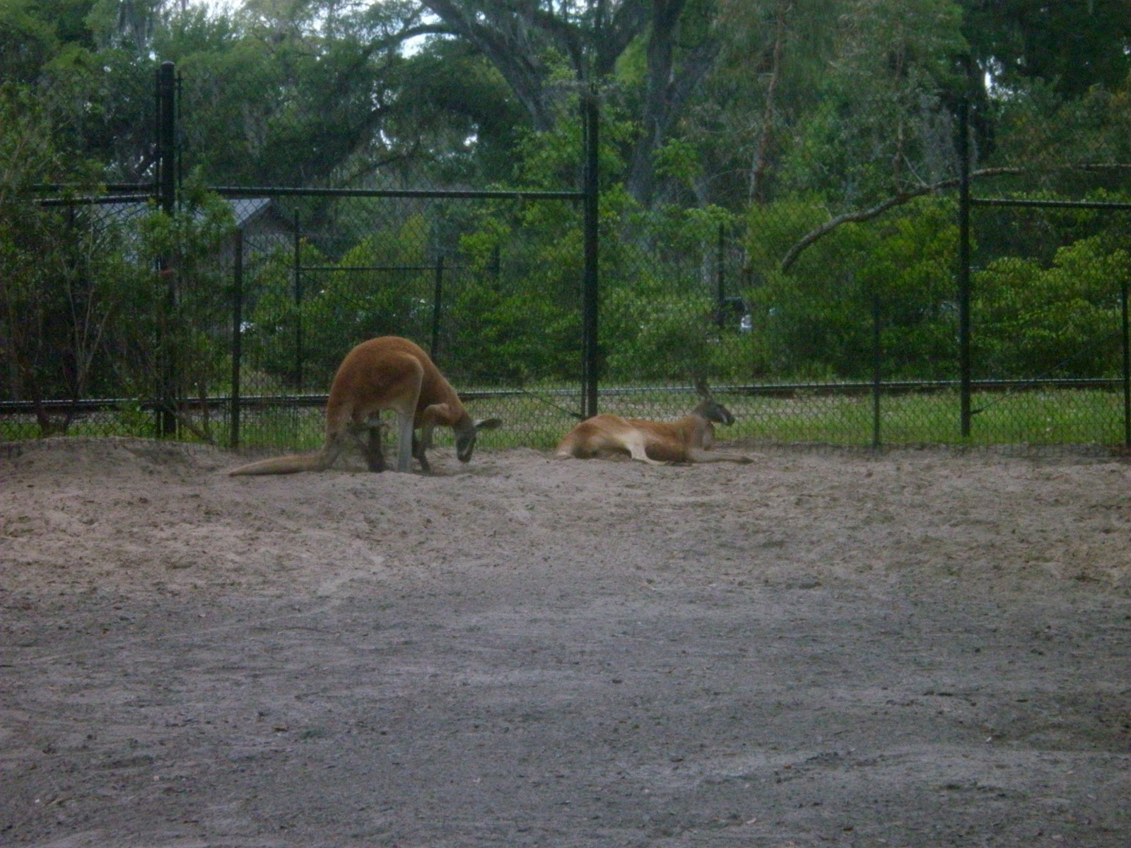 ZooZooReview Jacksonville Zoo