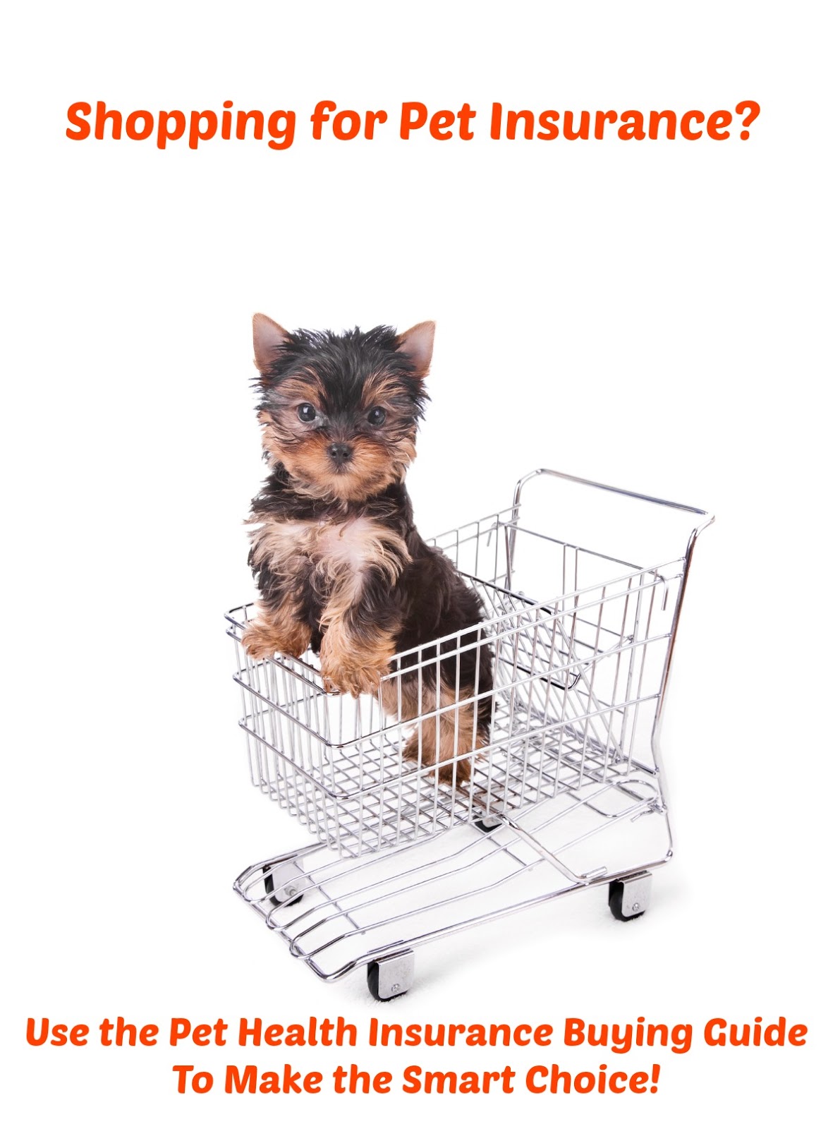 pet insurance the modern bark tips november 2015 pet insurance the modern bark tips november 2015