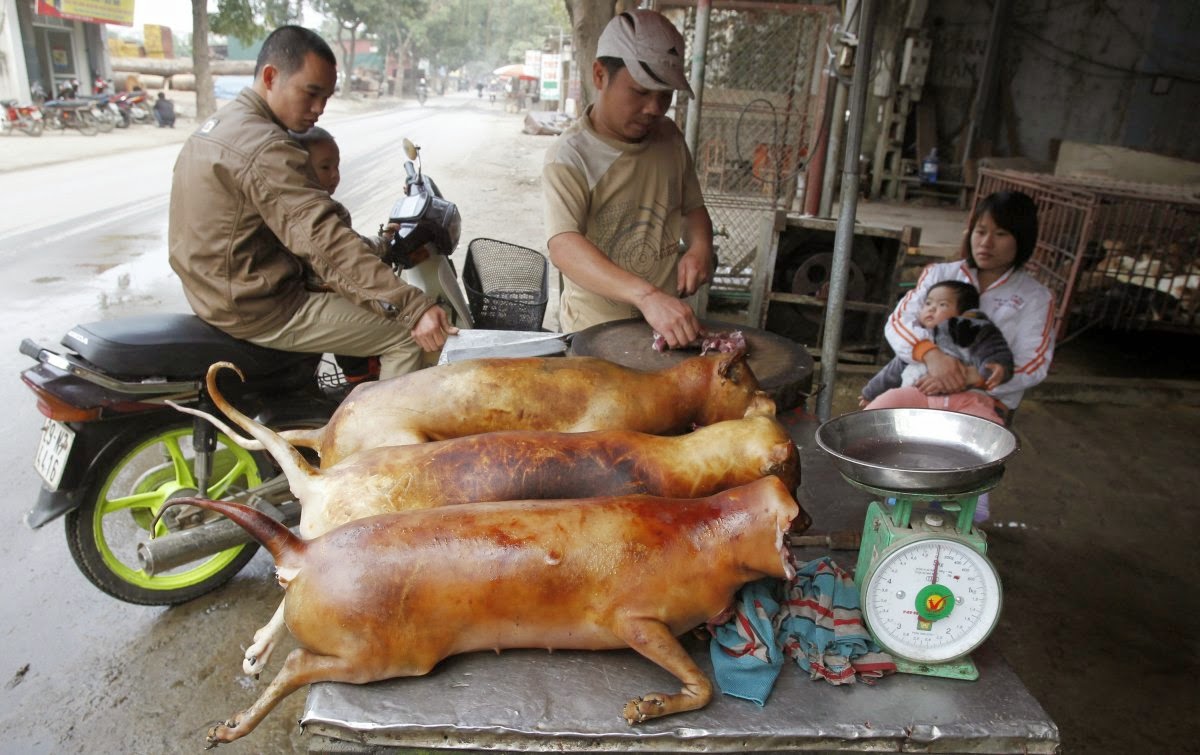 The Importance Of Eating Dog Meat In China