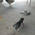 O dia em que a curiosidade quase matou o gato