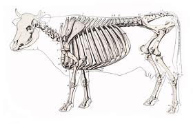 22+ Perhatikan Gambar Alat Pencernaan Sapi Berikut Images