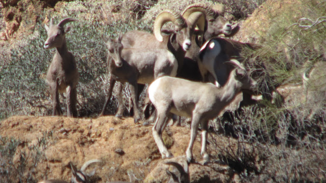 AZ+Desert+Sheep+Hunt+Photos+Big+Rams+Arizona+Desert+Bighorn+Sheep+Society+pics+with+Colburn+and+Scott+Outfitters+16.JPG