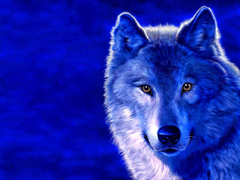 Cute and Funny Pictures and more: Blue Wolf