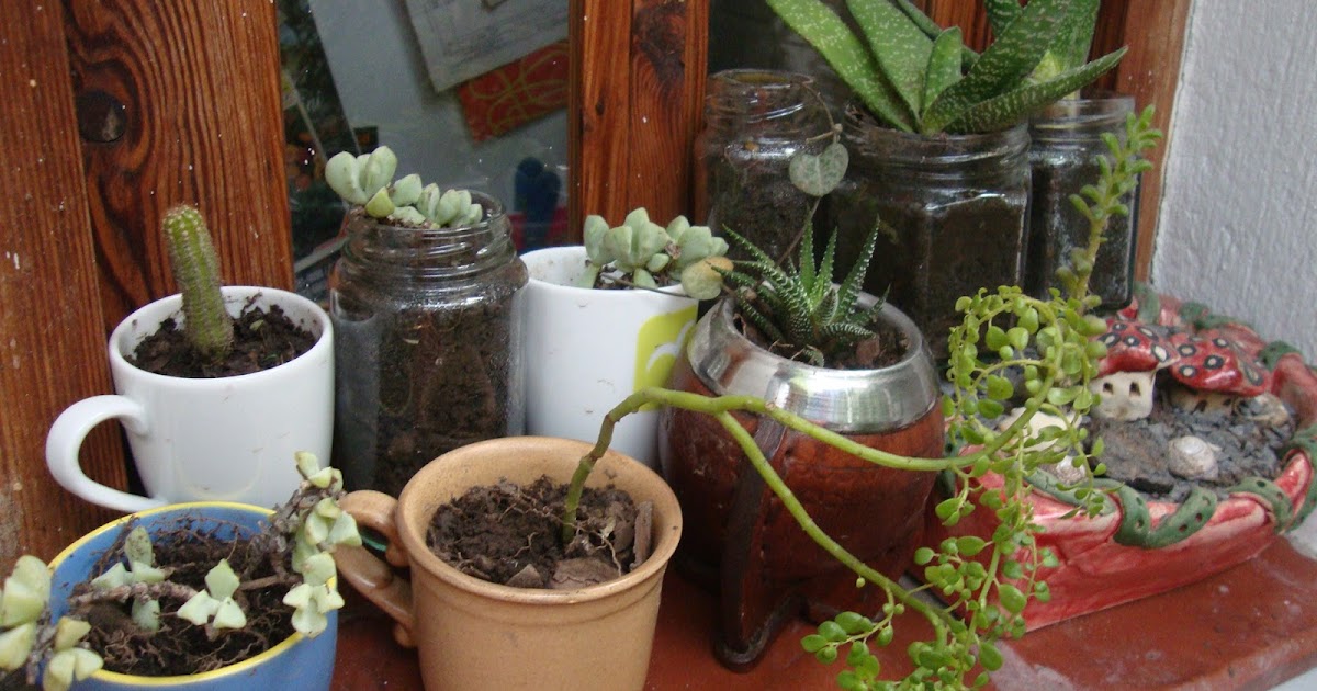 Objeto transicional: Flores robadas de los jardines de...