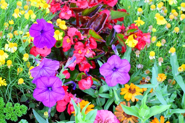 White Swan Properties Blogspot Boxwoods For Ontario Landscapes