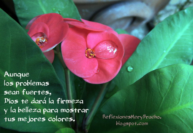 http://1.bp.blogspot.com/-5Y8UJ8SY3M4/U1b67CTkuAI/AAAAAAAATCA/TtkPYzZUWGI/s1600/ayuda+en+problemas+frases+aliento+reflexion.jpg