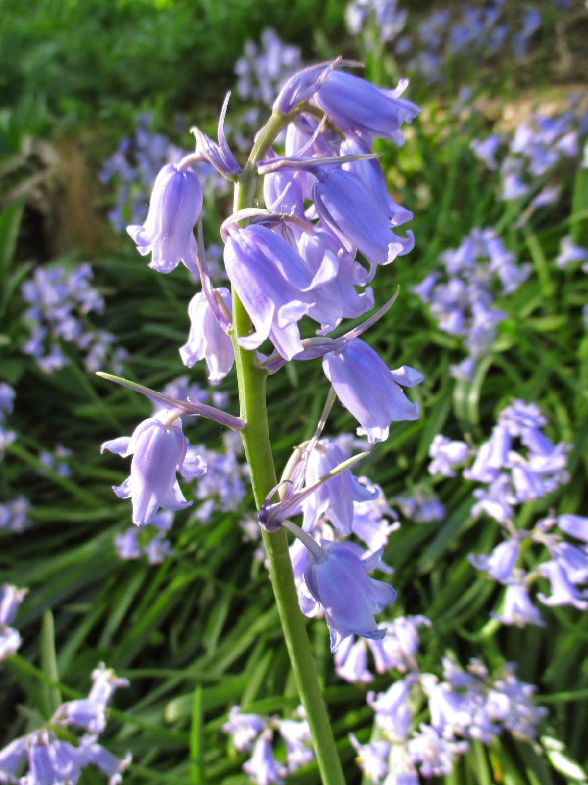 Astrid S Garden Design Viburnum