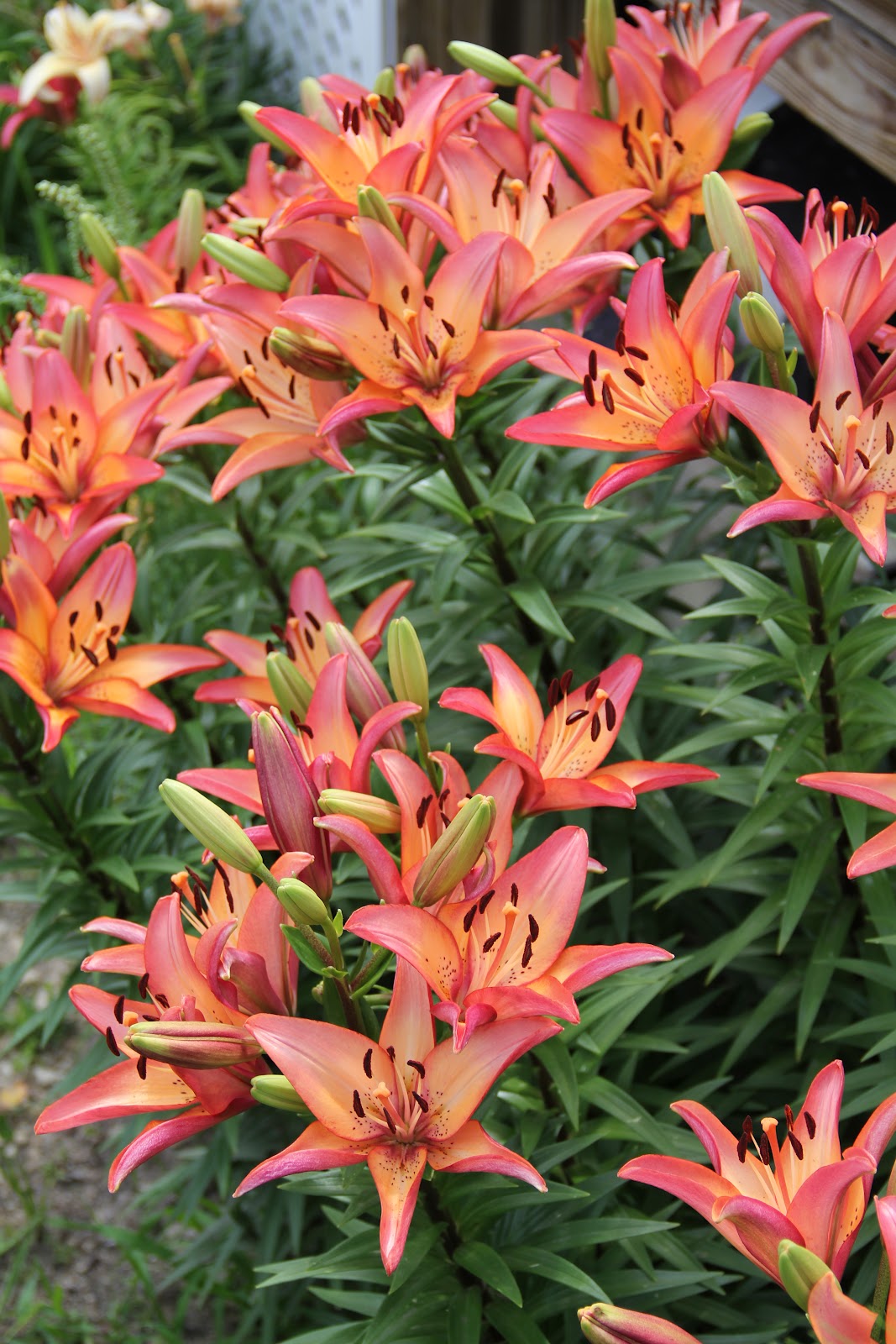 SummerChase Gardens LA Lilies