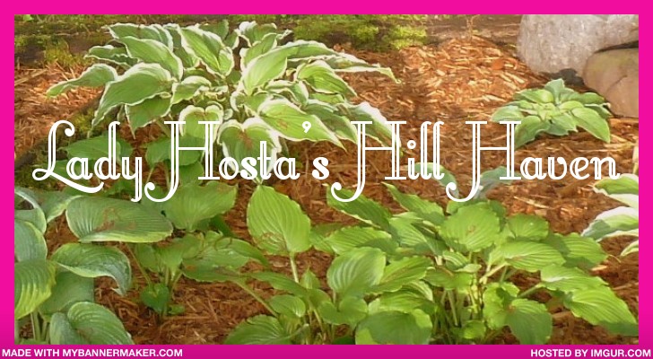 Lady Hosta's Hill Haven