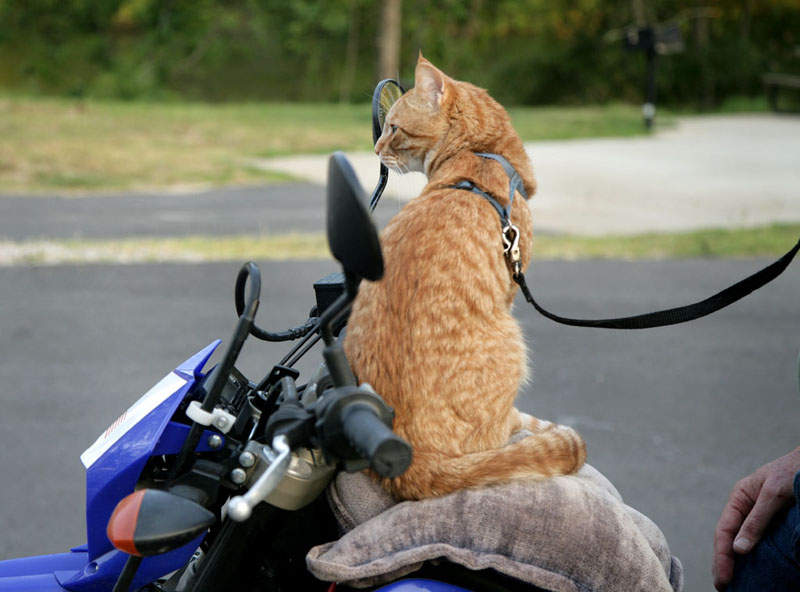 Middle America by Motorhome (2012 version) Cats on Motorcycles!