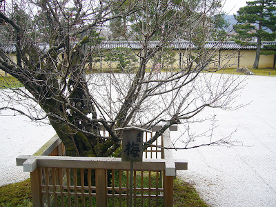 旧嵯峨御所 大覚寺 左近の梅