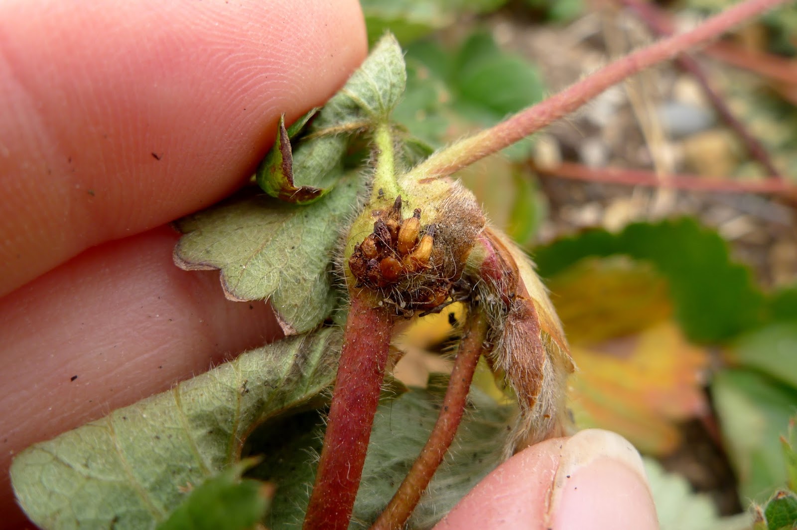 Less Noise, More Green How To Root Strawberry Runners