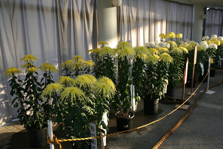 Chrysanthemum Exhibition, at Toyama Fairy Forest Toyama prefecture Japan