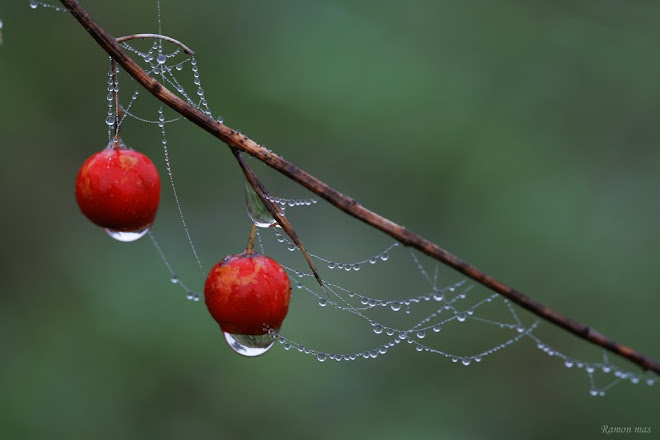 FRUITS ENGALANATS