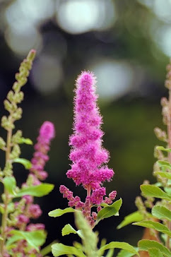 Spiraea douglassi 1399