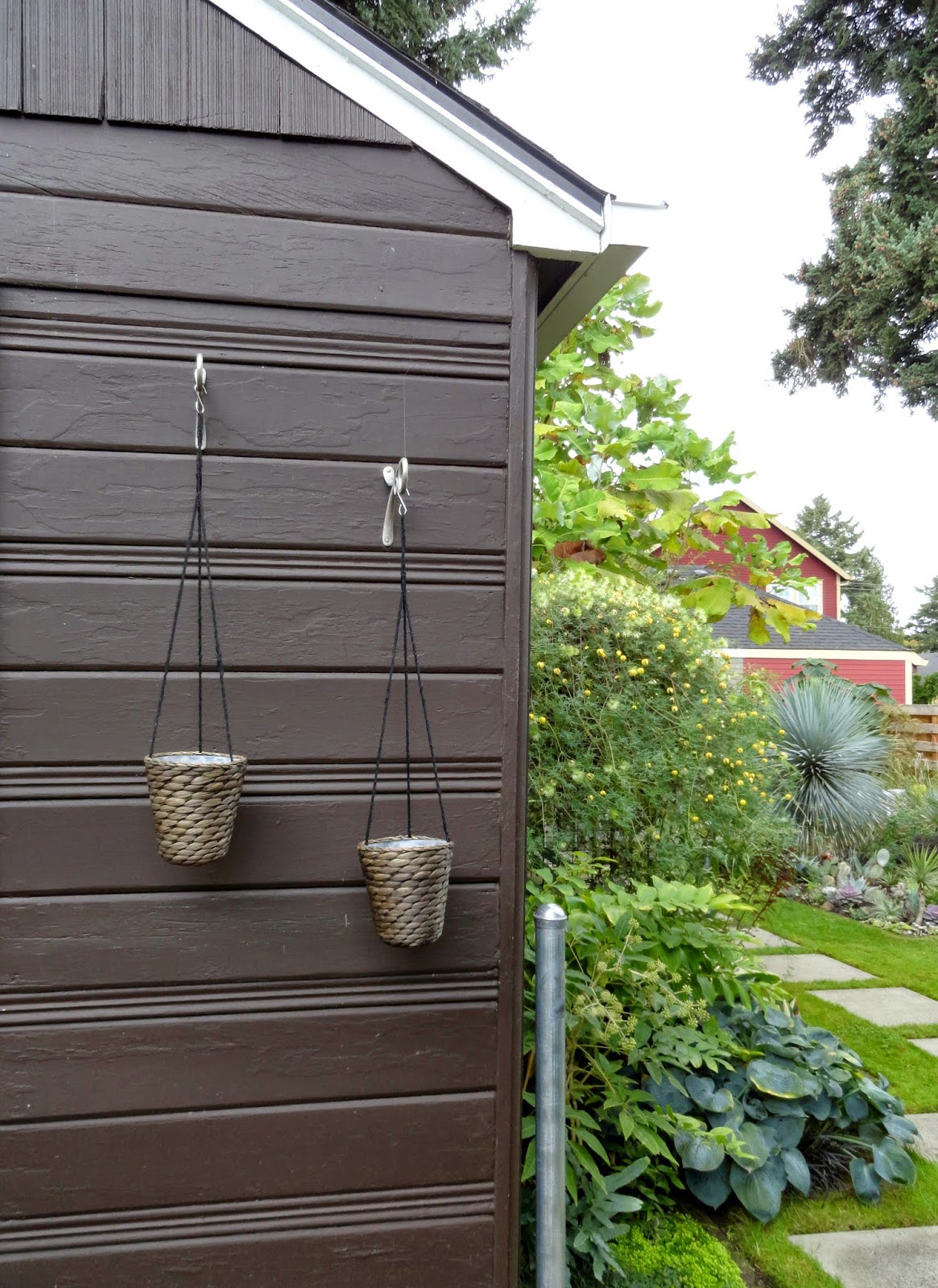 Future Plants By Randy Stewart Pittosporum