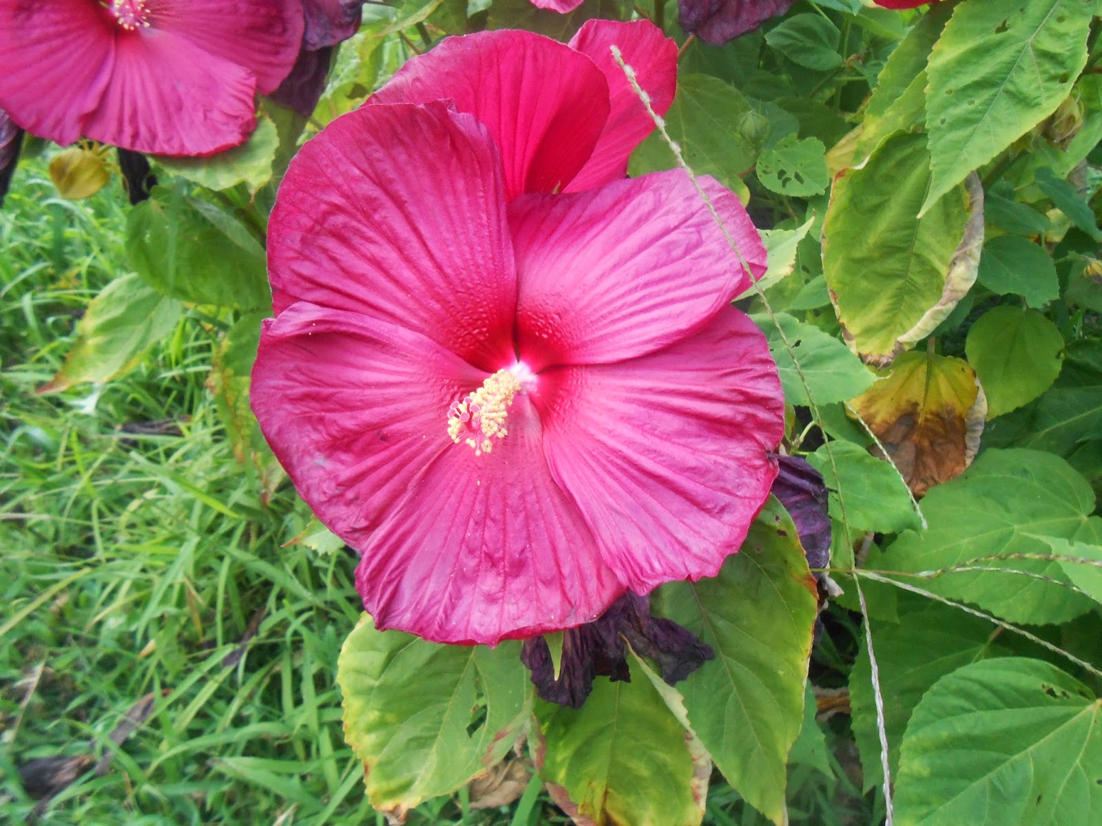 Rita�s Sew Fun Hibiscus