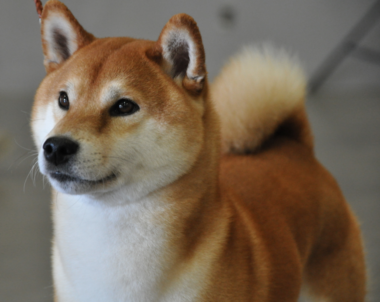 Shiba Inu World Shiba Inu Meaning What Does the Shiba Inu Name Mean?
