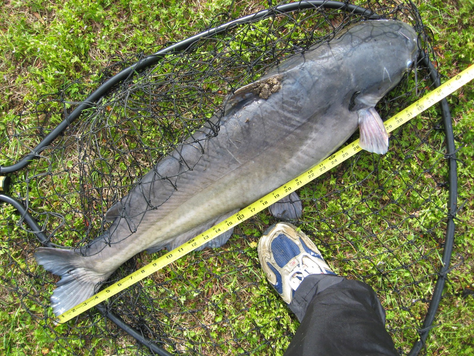 West Neck Creek Ramblings Man Lands Virginia Citation