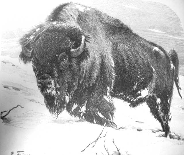 Bison_Brockhaus.jpg