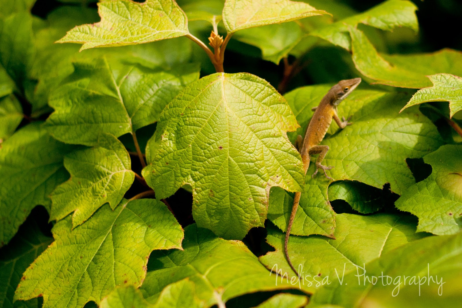 Roses Du Jardin Cheneland