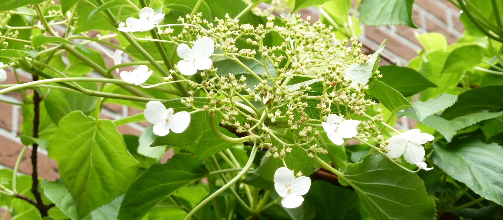 IN MÍJN TUIN SCHADUW