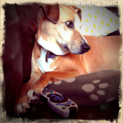 Dog with remote conrtrol