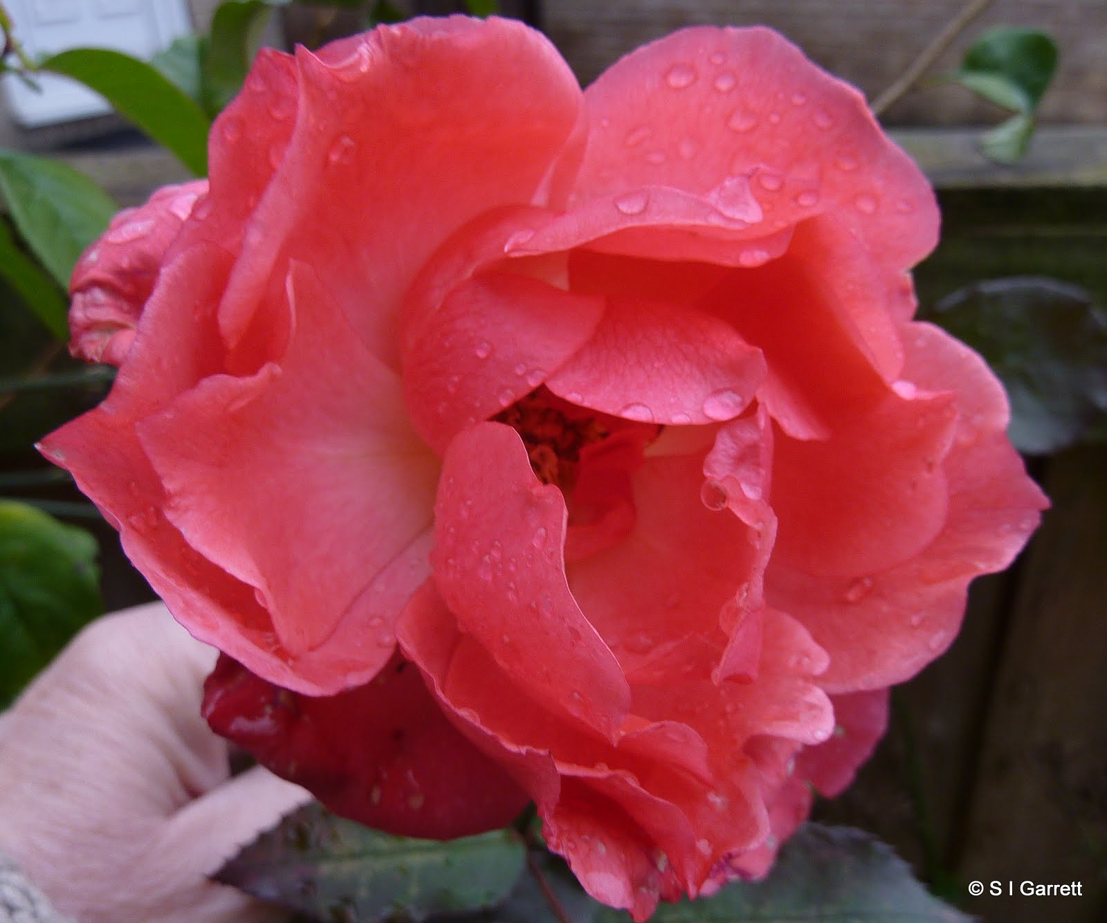 Our Plot at Green Lane Allotments: Christmas Rose with a difference