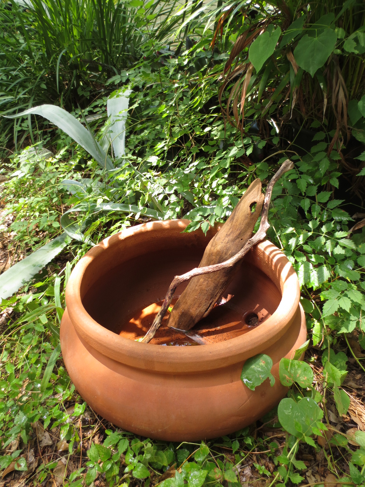 Tropical Texana DESIGNING WITH EMPTY POTS