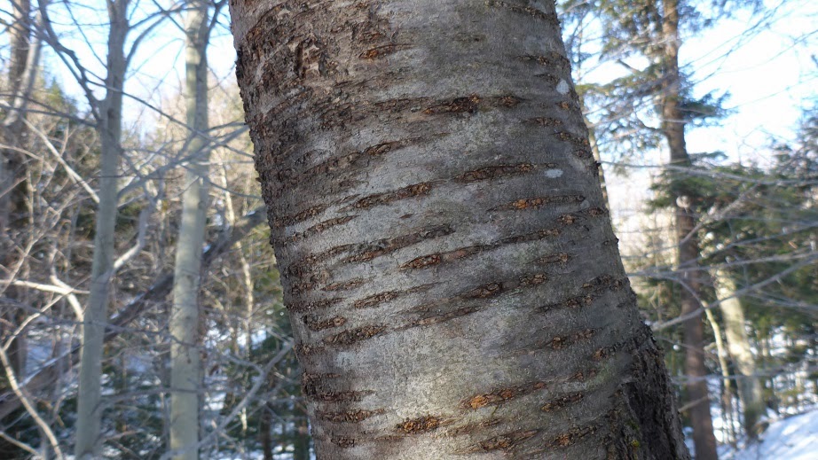 Tales From The Wilds Barking Up the Right Tree