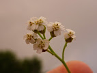 Achillea odorata