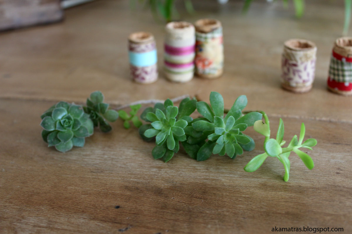 How to make miniature cork planters for your succulents Akamatra