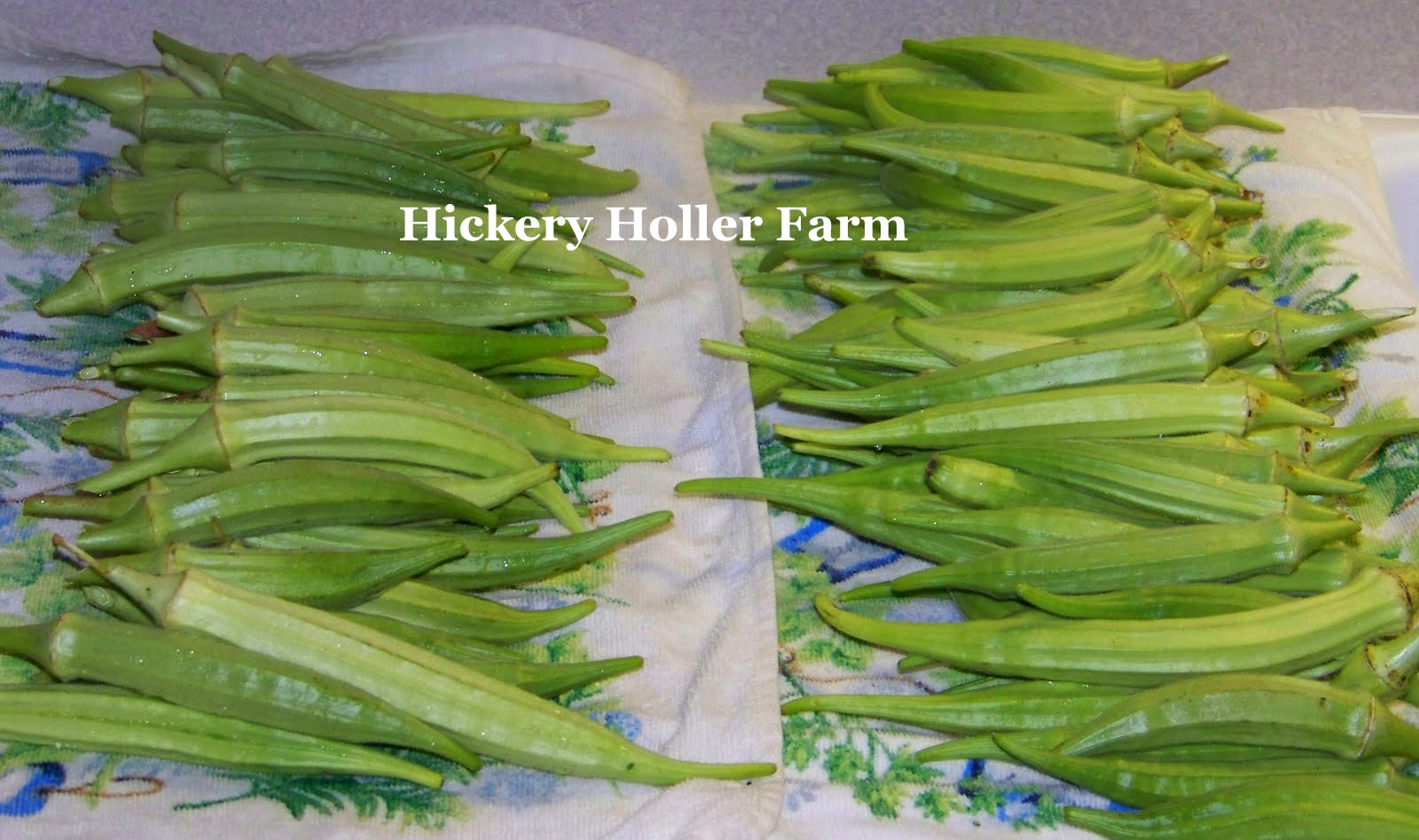 Hickery Holler Farm Canning Okra And Tomatoes
