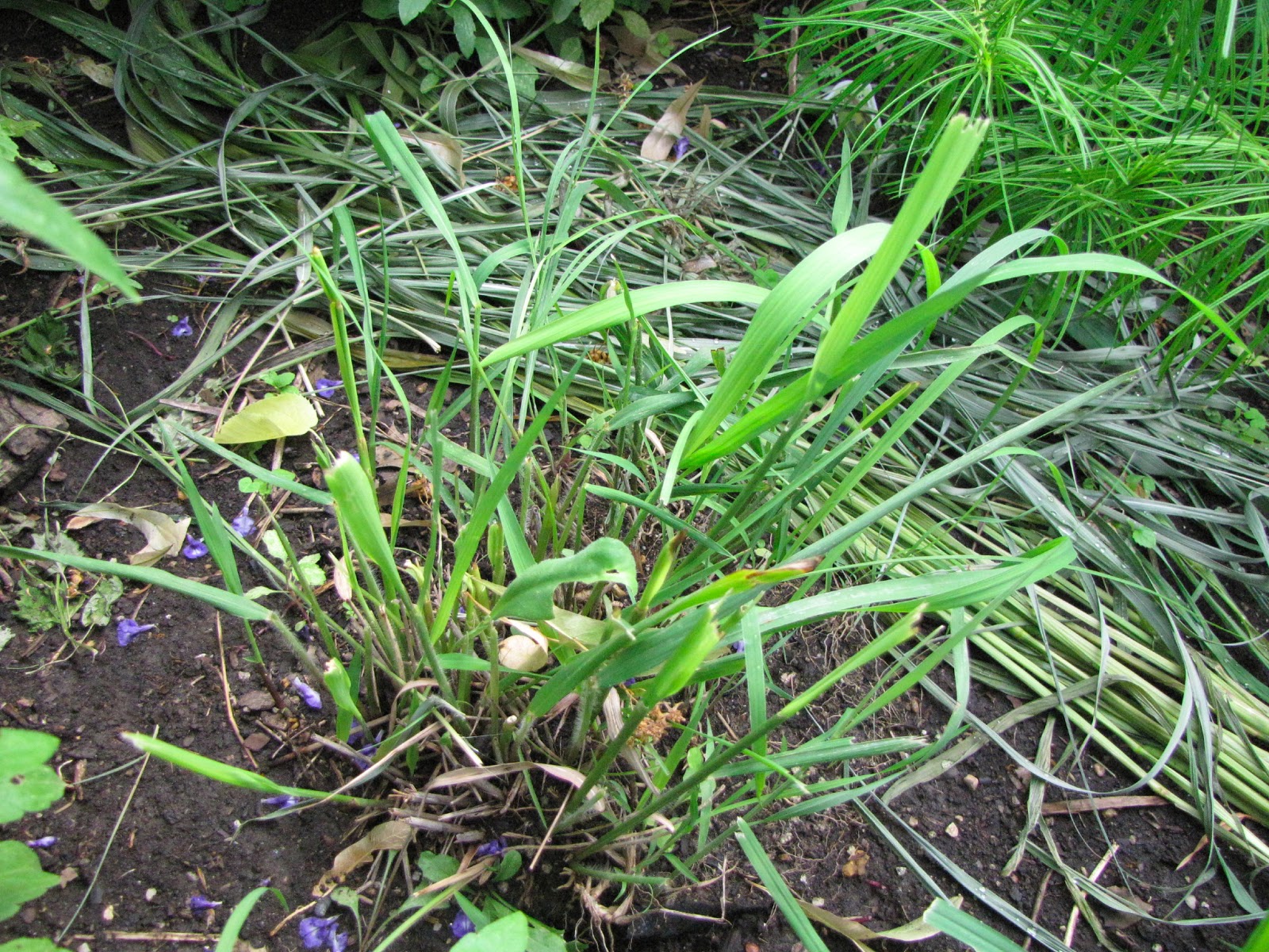 A Corner Garden: East Front Yard Flower Bed
