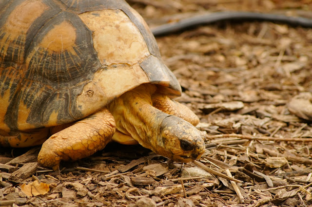 stock photo turtle stock photo turtle