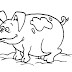 Coloring Pages Of Pigs