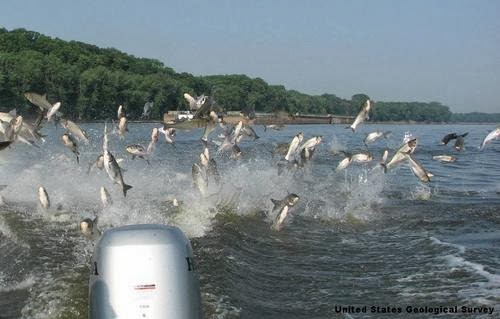 Gay sperm collectors Asian carp in pennsylvania