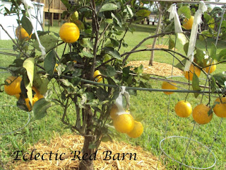 orange tree with ripened oranges