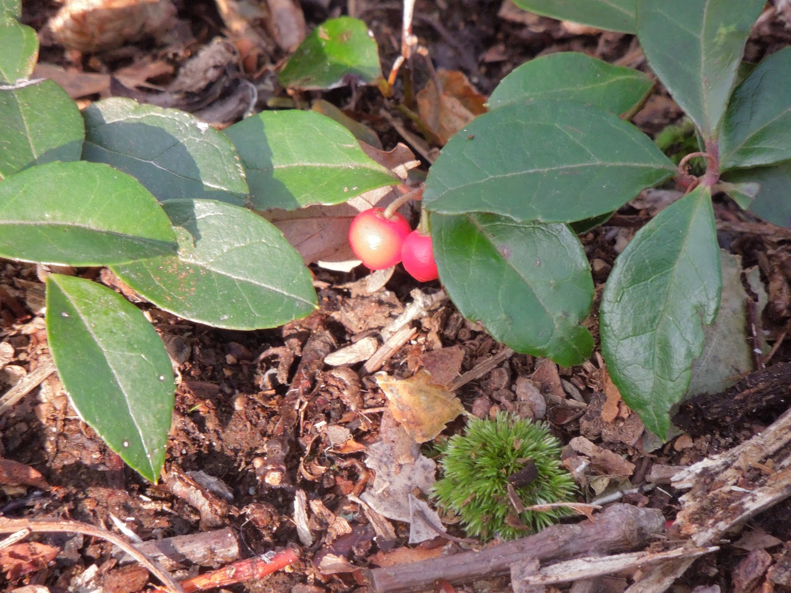 Franklin County (PA) Gardeners Plants With Winter